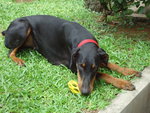 Dio - Doberman Pinscher Dog