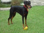 Dio - Doberman Pinscher Dog