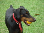 Dio - Doberman Pinscher Dog