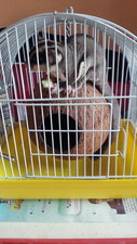 Sugar - Sugar Glider Small & Furry