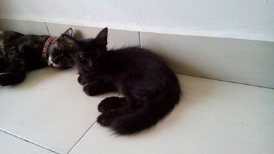 Blacky &amp; Ned - Somali Cat