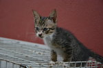 Kd Mama N 2furkids - Domestic Short Hair Cat