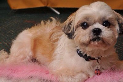 Coco - Shih Tzu Dog