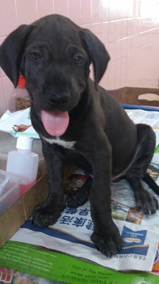 Black Black - Mixed Breed Dog