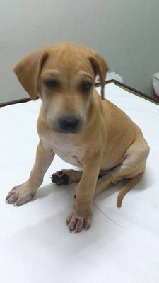 Brown Brown - Mixed Breed Dog