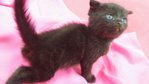 Blacky - American Shorthair Cat