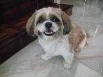 PF5705 - Shih Tzu Dog