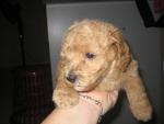 Poodle ~~all Sold - Poodle Dog