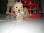 Poodle ~~all Sold - Poodle Dog