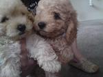 Poodle ~~all Sold - Poodle Dog