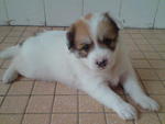 Max was born in 03.09.07(Such a beautiful stray puppy)