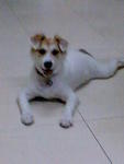 Max 3 mths plus,became short hair puppy