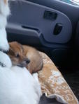 Going to Vet with Cody when he was 7 weeks old..