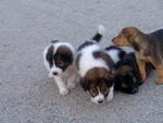 Micah(left), female pup(2nd left; dead after del of pup recently) & Sibling at river side Jun'08