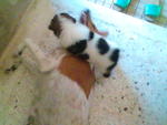 Playing with my sister Yuyu (Jane's pet) at Rawang