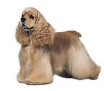 American Cocker Spaniel - Cocker Spaniel Dog