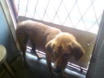 Coco(Ke Ke) - Mixed Breed Dog