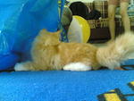 Ming Ming &amp; Tuck - Persian + Domestic Long Hair Cat