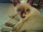 Putih - Siamese + Domestic Medium Hair Cat