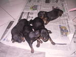 No Have Yet - Miniature Pinscher Dog