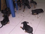 No Have Yet - Miniature Pinscher Dog