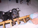 No Have Yet - Miniature Pinscher Dog