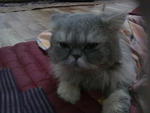 Lulu - Persian Cat