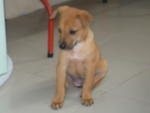 Puppy - Mixed Breed Dog