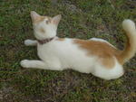 Qassey - Domestic Short Hair Cat