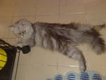 Dillan - Domestic Long Hair Cat