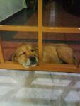 my owner like to take pic when i sleep.. =_=''