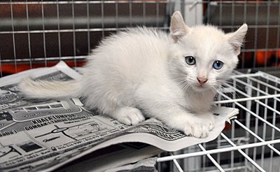 Puteh - American Curl + American Wirehair Cat