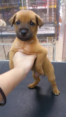 T3 - Mixed Breed Dog