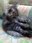 Jeff - Maine Coon Cat