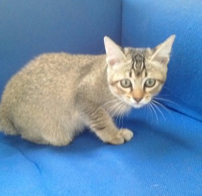 Teana - Domestic Short Hair Cat