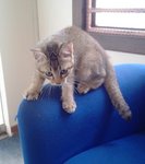 Teana - Domestic Short Hair Cat