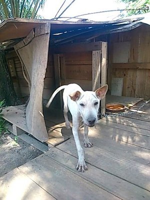 Whitsy - Mixed Breed Dog