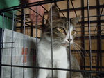 PF57041 - Domestic Short Hair Cat