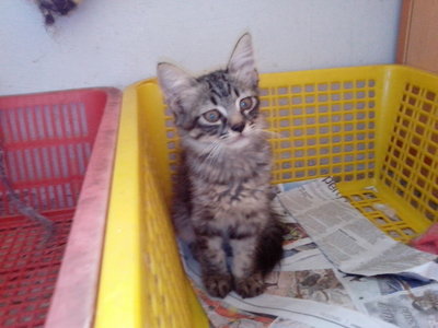 Zorro - Persian + Domestic Long Hair Cat