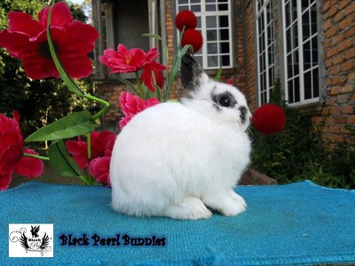 Broken Steel Jr Buck - Netherland Dwarf Rabbit