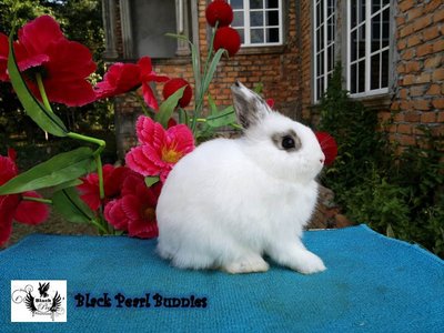 Broken Steel Jr Buck 2 - Netherland Dwarf Rabbit