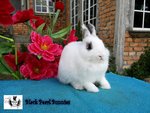 Broken Steel Jr Buck 2 - Netherland Dwarf Rabbit