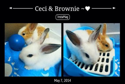 Ceci - Angora Rabbit + Rex Rabbit