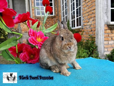 Chestnut Buck - Netherland Dwarf Rabbit