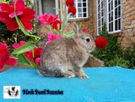 Chestnut Buck - Netherland Dwarf Rabbit