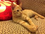 Tigger Bb - Oriental Tabby Cat