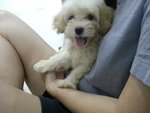 White Cream Colour Toy Poodle Puppy - Poodle Dog