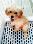 White Cream Colour Toy Poodle Puppy - Poodle Dog