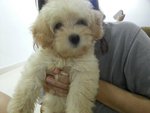 White Cream Colour Toy Poodle Puppy - Poodle Dog