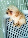 White Cream Colour Toy Poodle Puppy - Poodle Dog